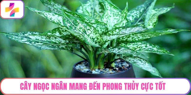 Cây Ngọc Ngân mang đến phong thủy cực tốt