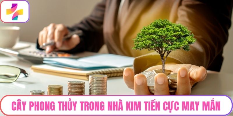 Cây phong thủy trong nhà Kim Tiền cực may mắn