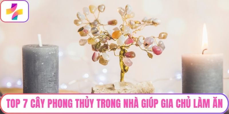 Top 7 Cây Phong Thủy Trong Nhà Giúp Gia Chủ Làm Ăn Phát Tài