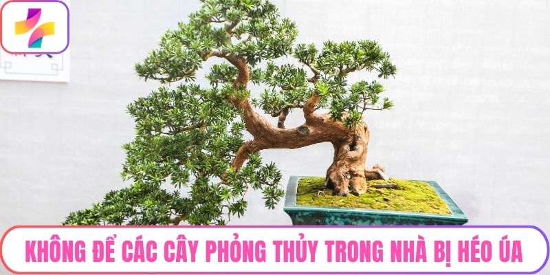Không để các cây phỏng thủy trong nhà bị héo úa