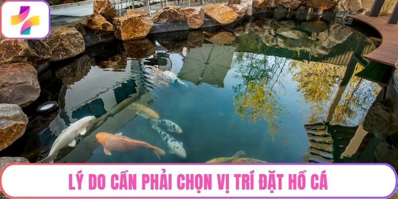 Lý do cần phải chọn vị trí đặt hồ cá