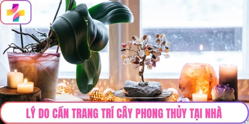 Lý do cần trang trí cây phong thủy tại nhà